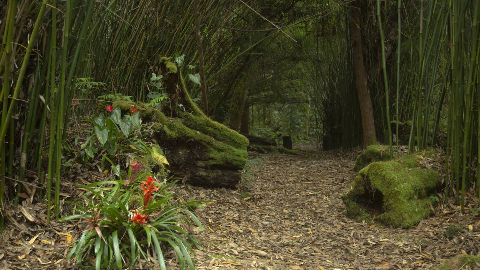 experience-a-cloud-forest-on-hawaii-s-big-island-rated-1-by-trip