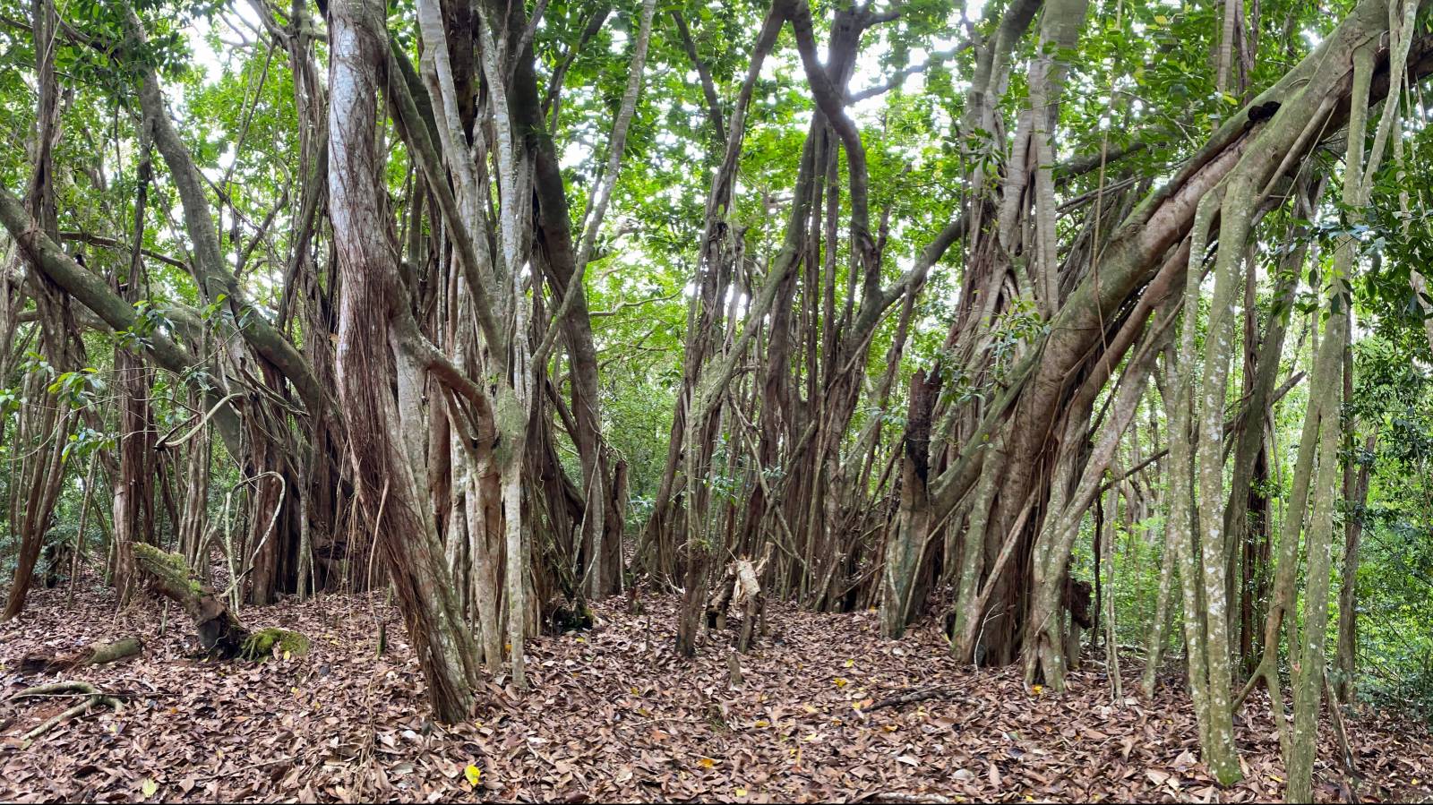 West Maui Hike: Mahana Ridge Trail - Hawaii Real Estate Market & Trends ...