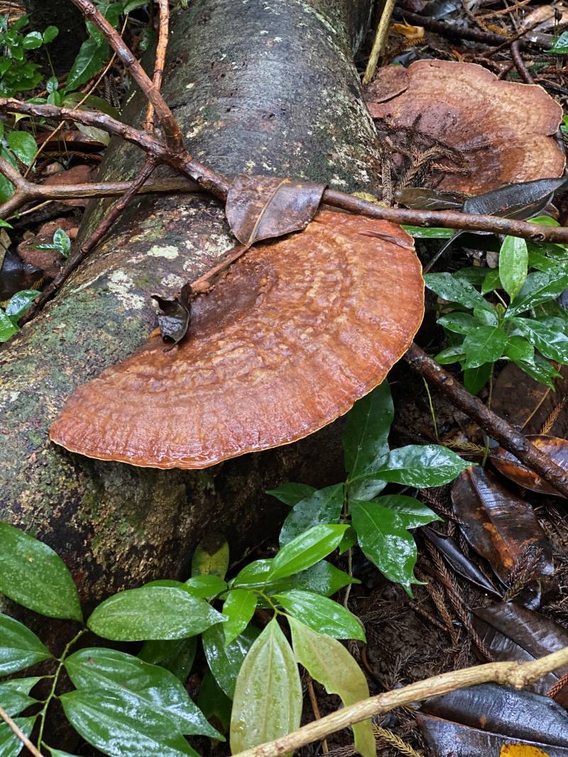 mushroom growing on log