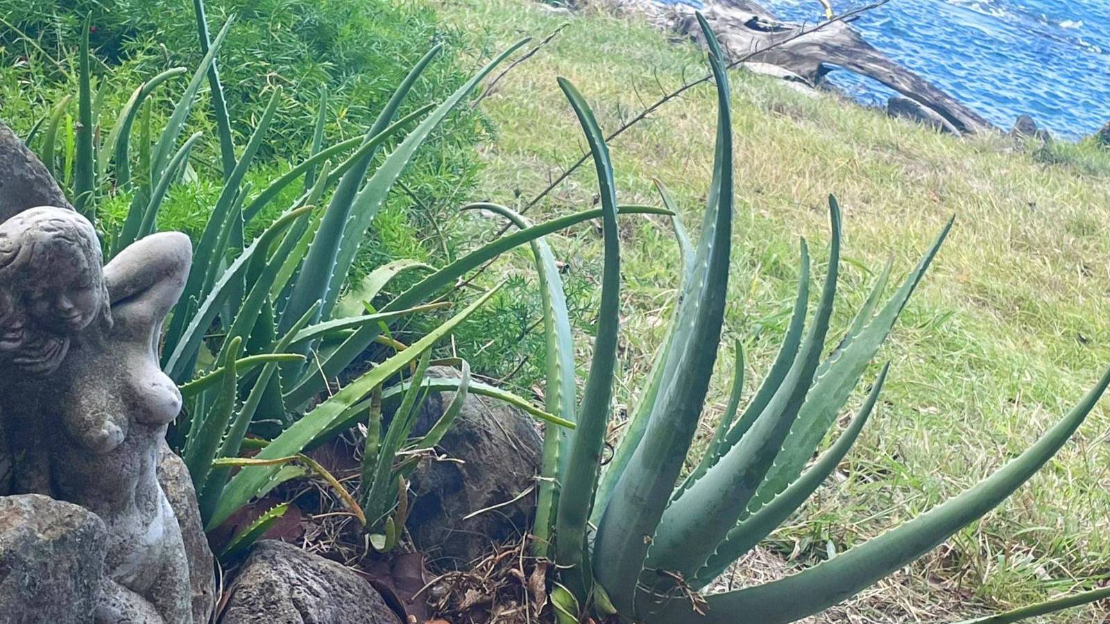 Looking to Create a More Sustainable Outdoor Space with Native Hawaiian