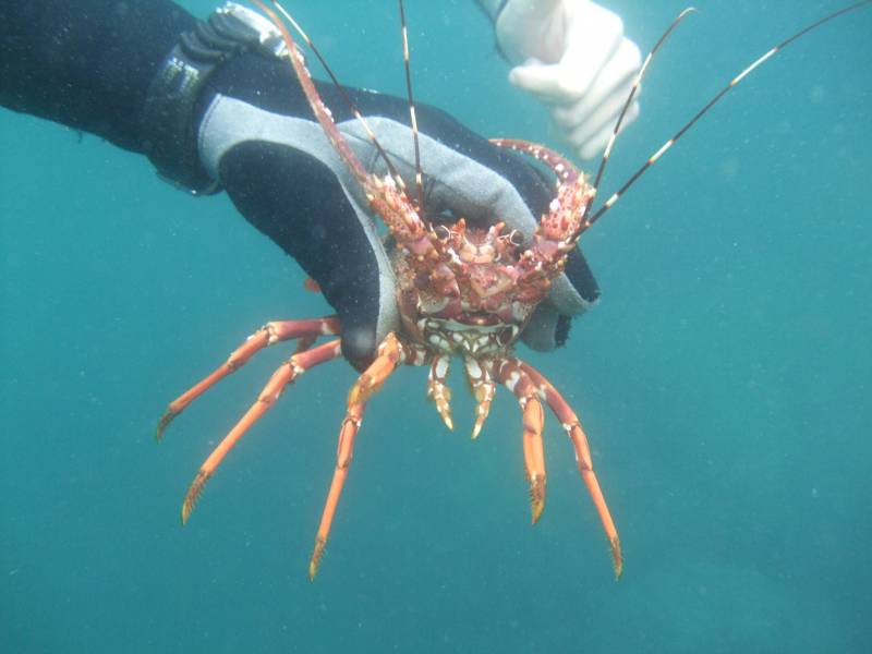 Crayfish/Lobster freshly caught by diver