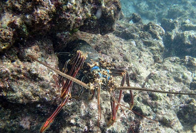 A Green Spiny Lobster sits in the coral off the coast of Lanai Hawaii