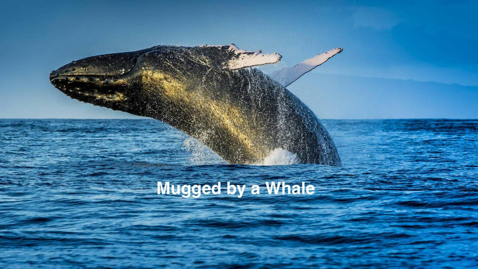 Mugged By a Whale on Maui - Hawaii Life