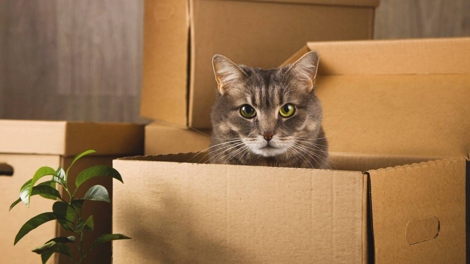 moving-pets-to-hawaii-frequently-asked-questions-faq-part-3