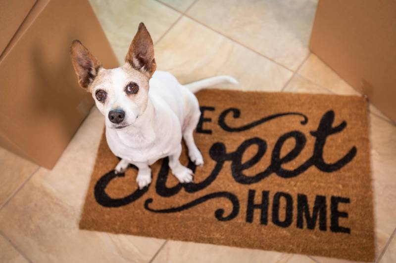 dog on door mat that reads home sweet home