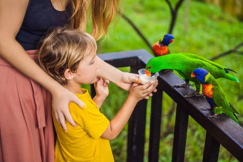 woman and child feed brightly colored birds
