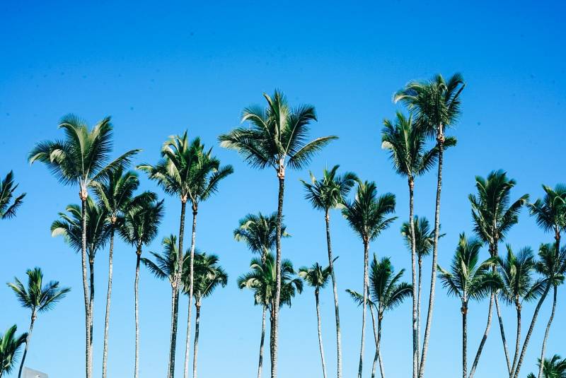 palm trees in hawaii