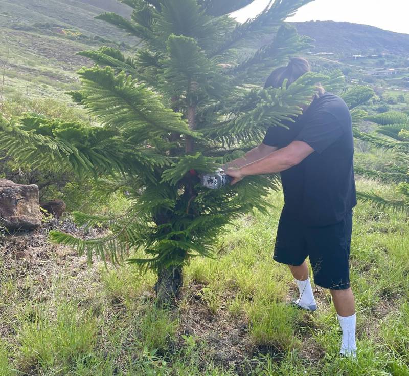 cutting down a christmas tree on maui