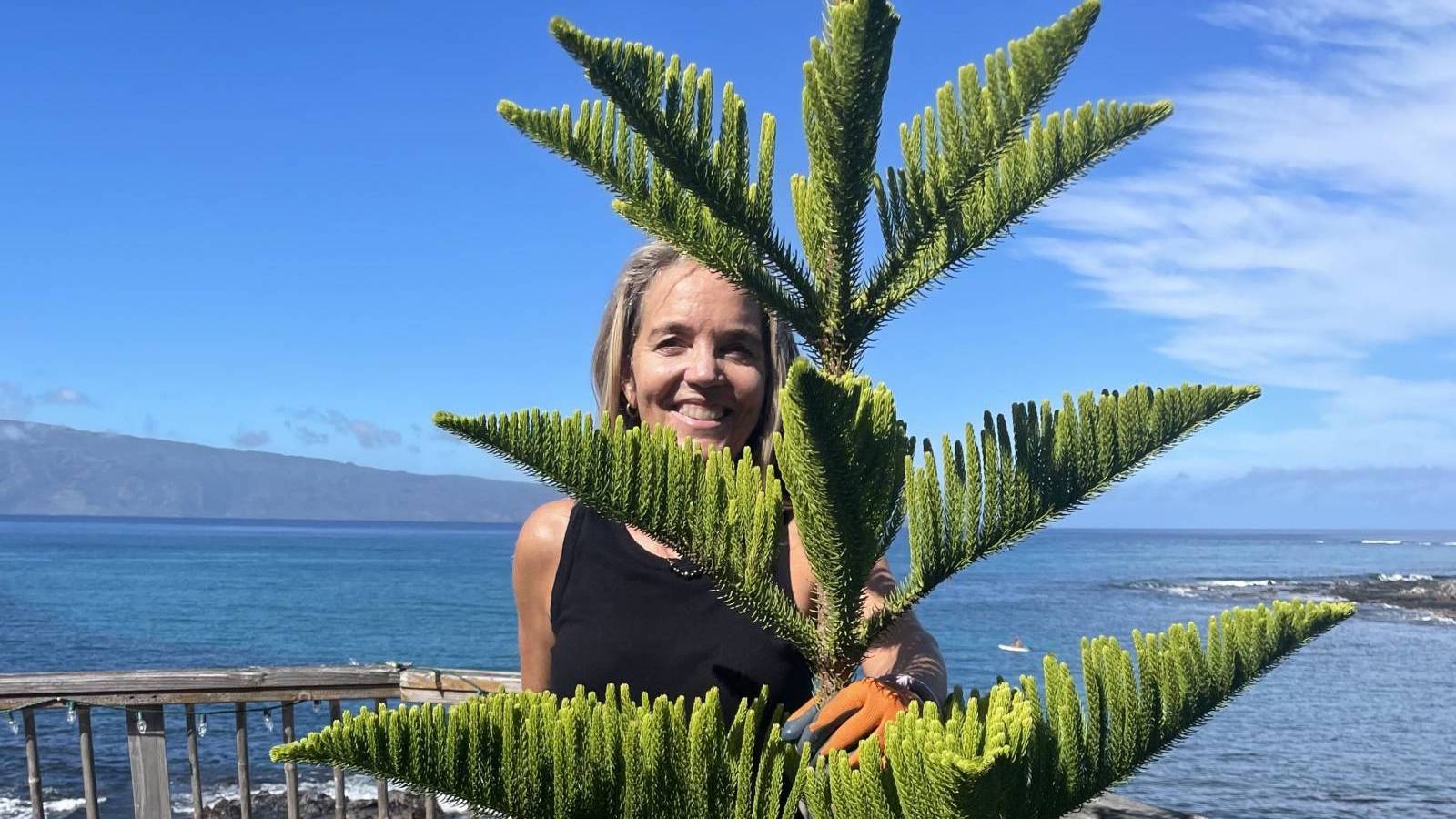 A Hawaii Christmas Tree Farm Just in Time for the Holidays Hawaii