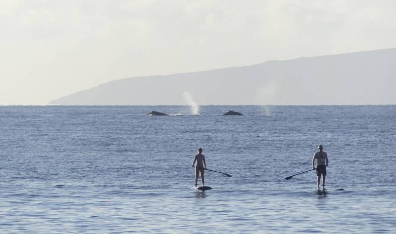 whales in the background of paddleboarders in maui ocean