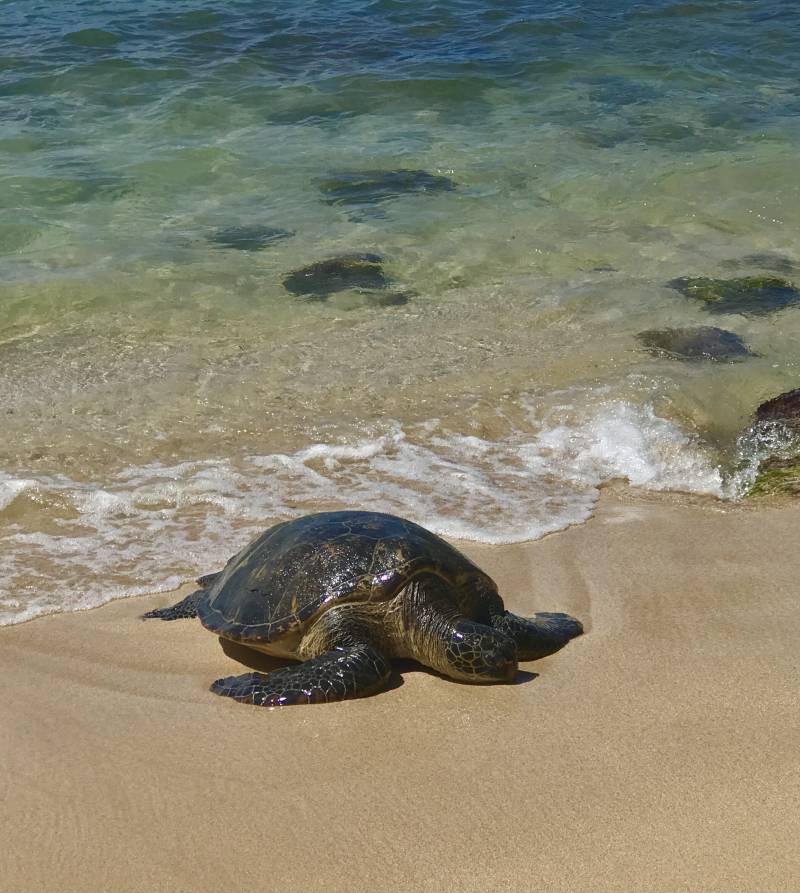 turtle on the beach in hawaii