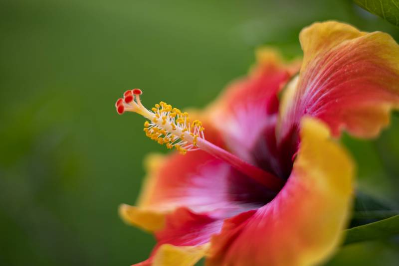 red and yellow hibiscus flower close up