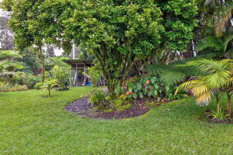 lush green backyard with lots of tropical plants