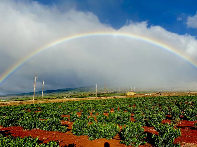full rainbow over kaanapali maui field