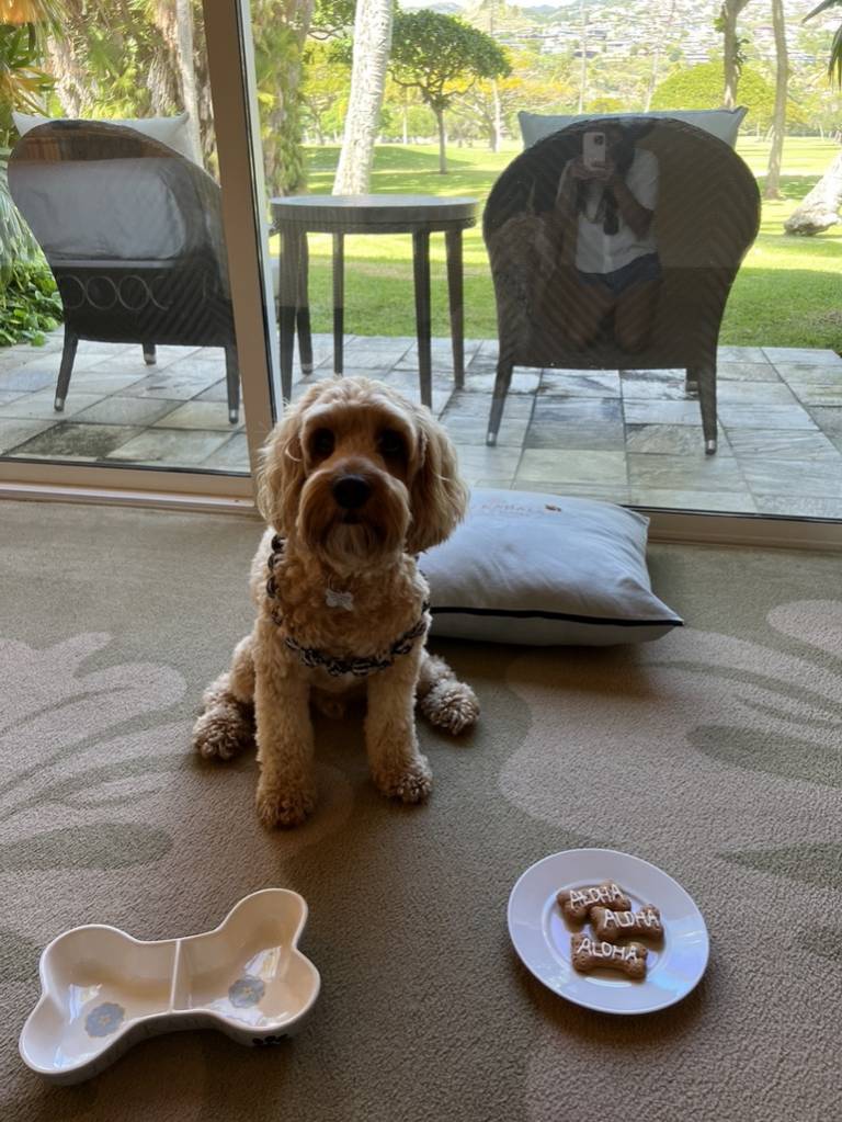 Pet Friendly Hotel on Oahu Kahala Hotel and Resort Hawaii Real