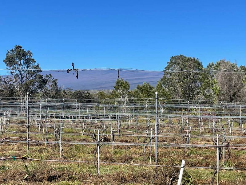 pinot noir grapes at Volcano Winery