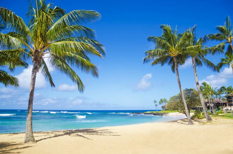 palm trees on kauai beach