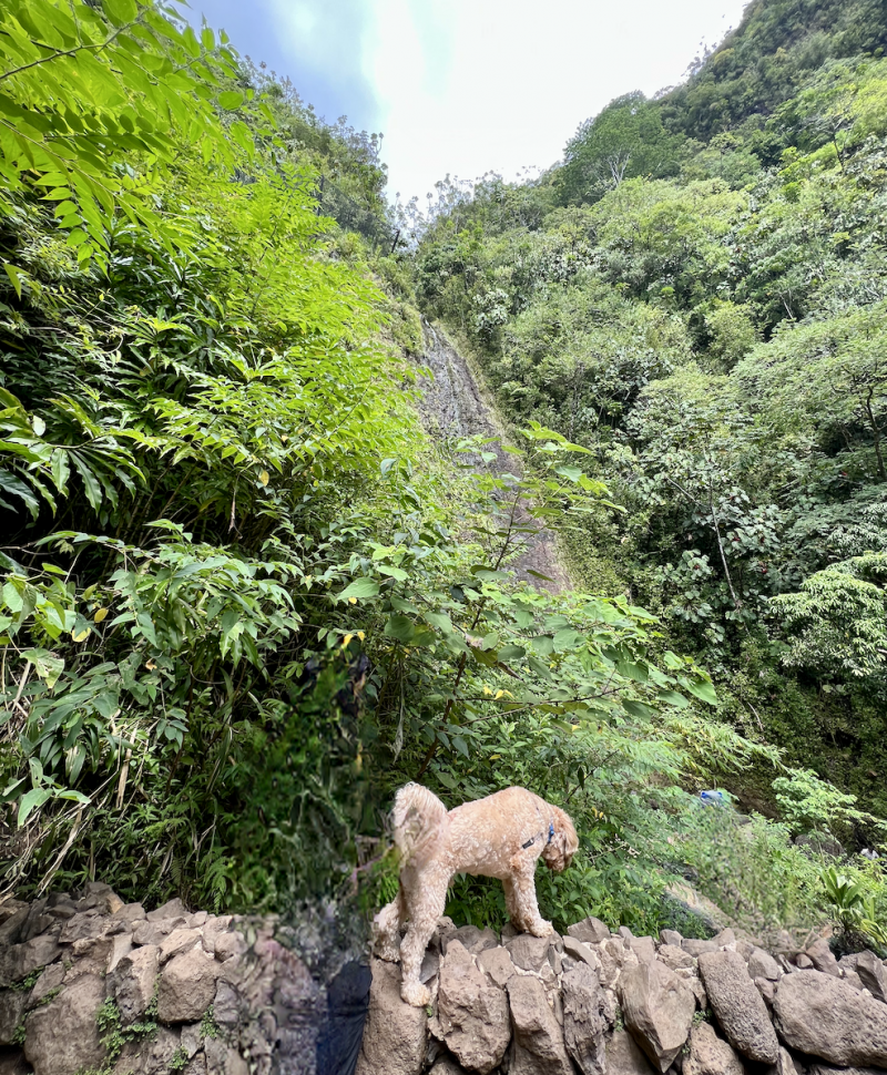 dogs hiking manoa falls oahu