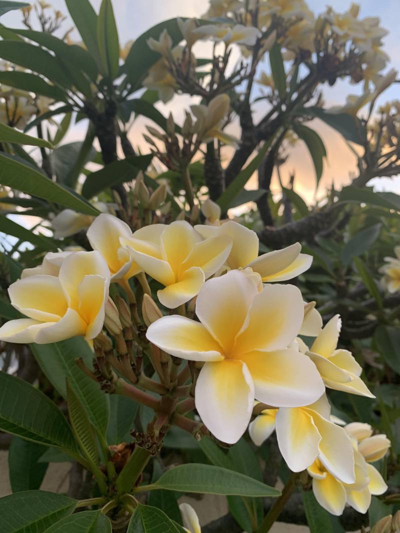 close up of plumeria flowers in hawaii