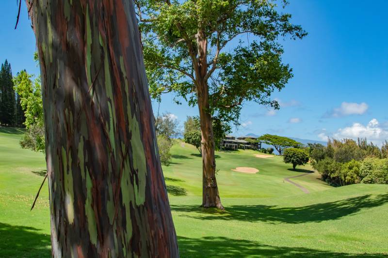 rainbow eucalyptus tree on golf course