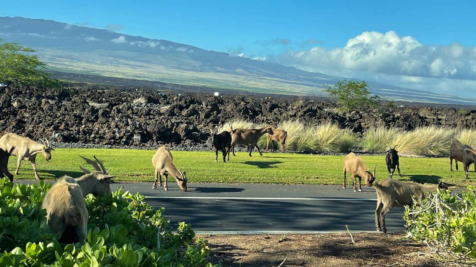 Kumu Hou Innovative Development at Waikoloa Beach Resort Hawaii