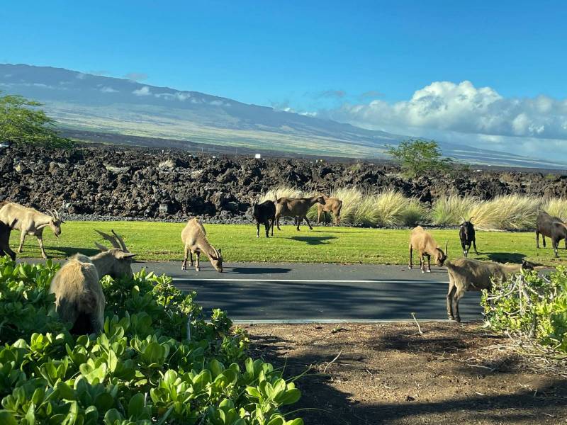Goats grazing at Waikoloa Beach Resort