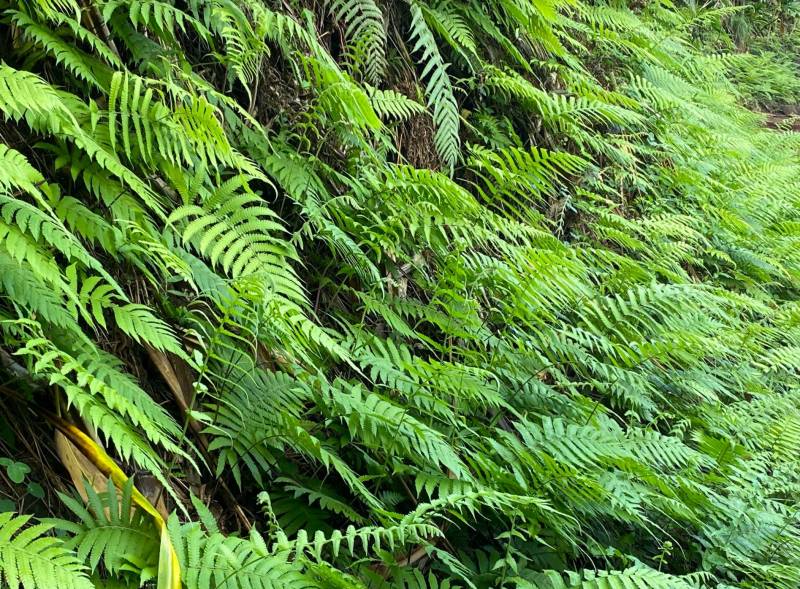 wall of ferns