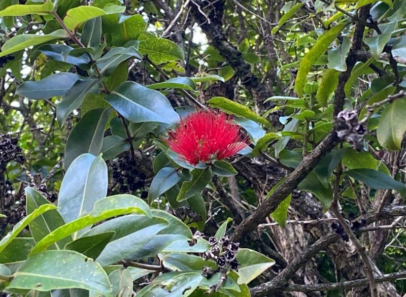 close up of tree with red flower