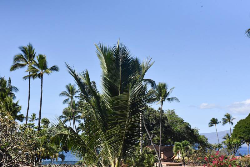 ocean views through the palm trees