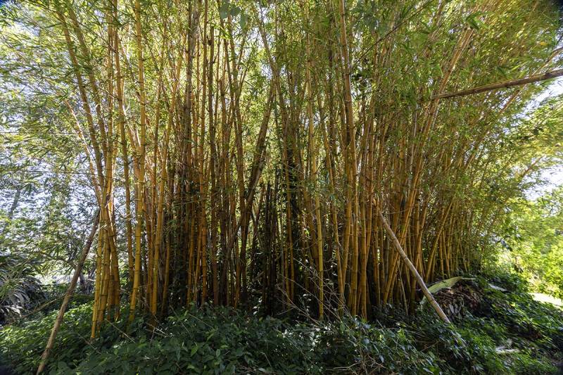 Bamboo for wind screen