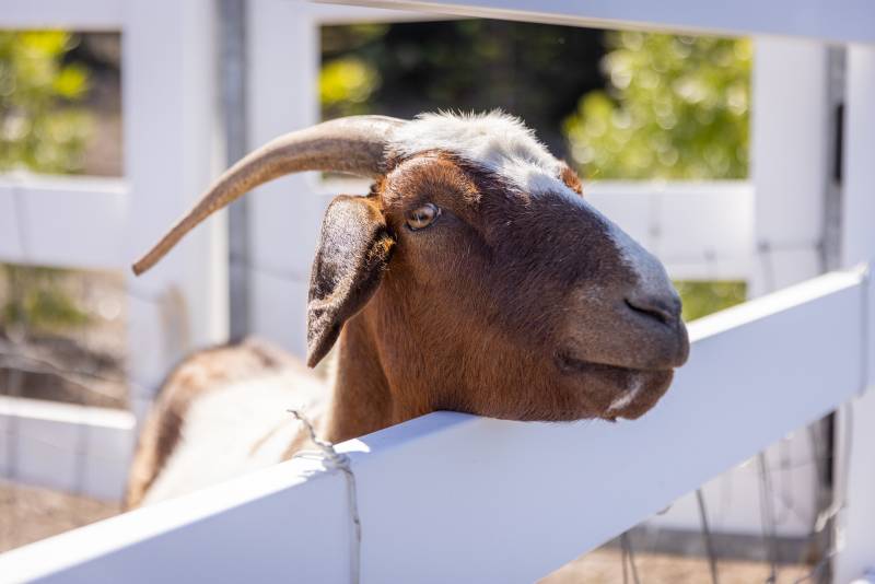 Goat at kohala ranch