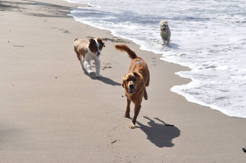 dogs running on beach in maui