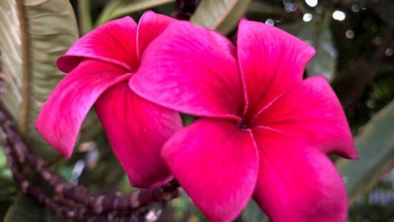 fuschia pink flowers