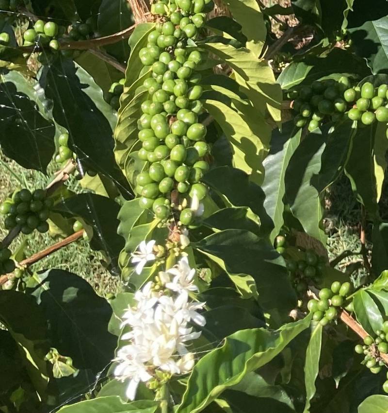 coffee plant with beans and blooms