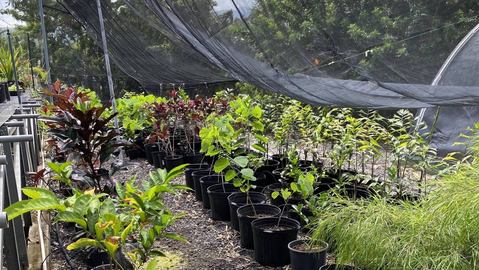 KailuaKona Hidden Gem Ili Kūpono Gardens Nursery & Farm Hawaii Real