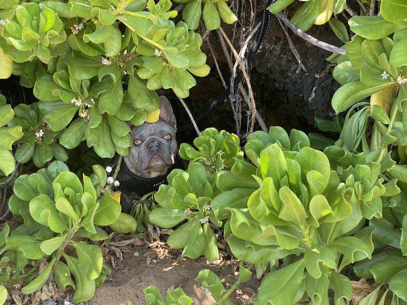 dog hiding in green plants on the beach