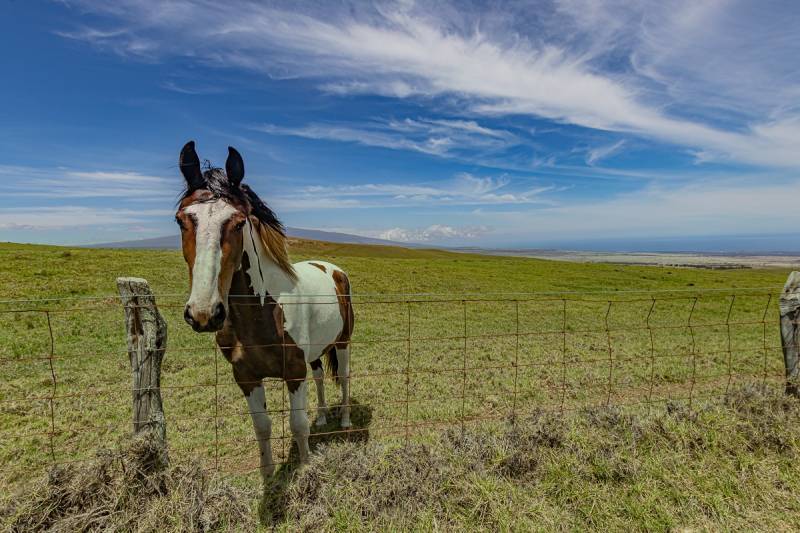 horse at wakii ranch land on big island hawaii