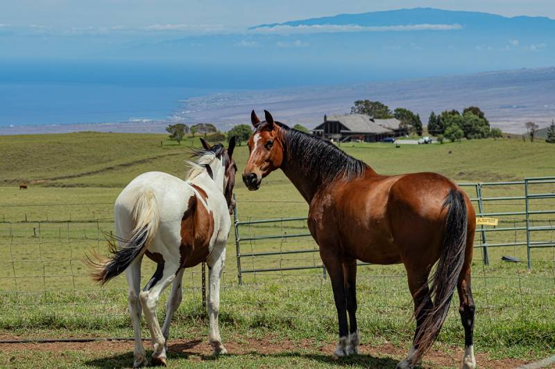horses at waikii ranch on big island hawaii