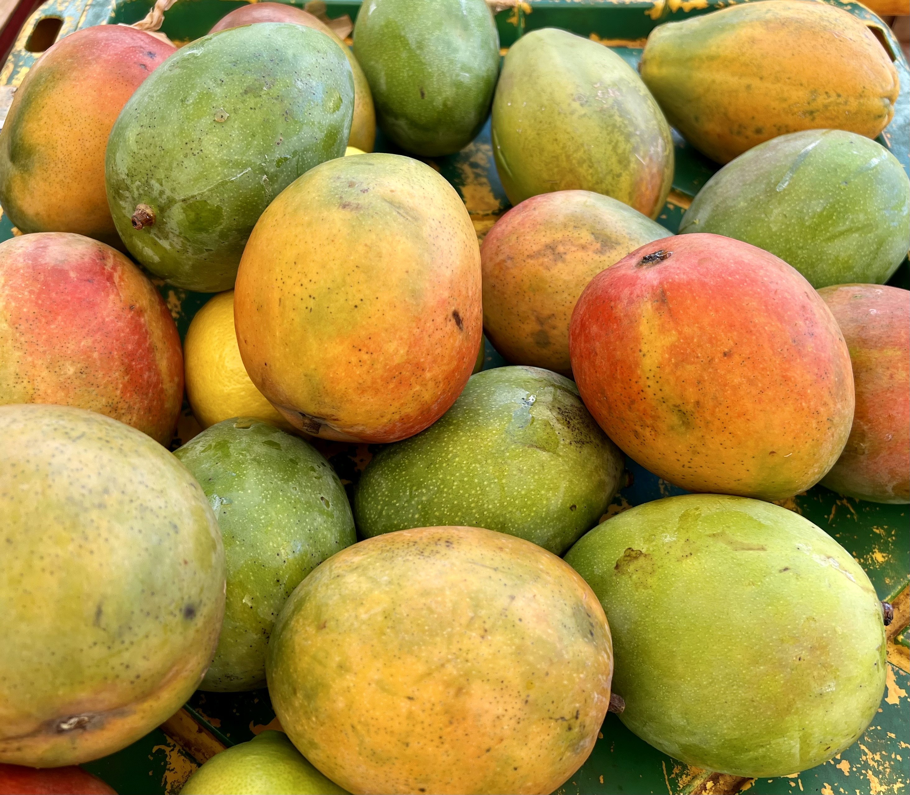 pile of large mangoes