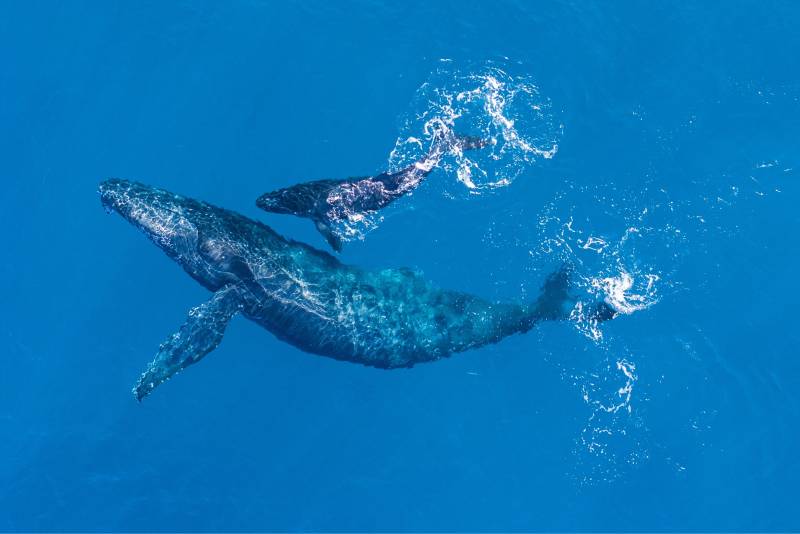 whale and baby whale swimming