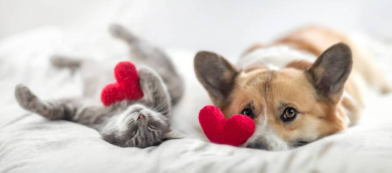 cat and dog with red stuffed love hearts