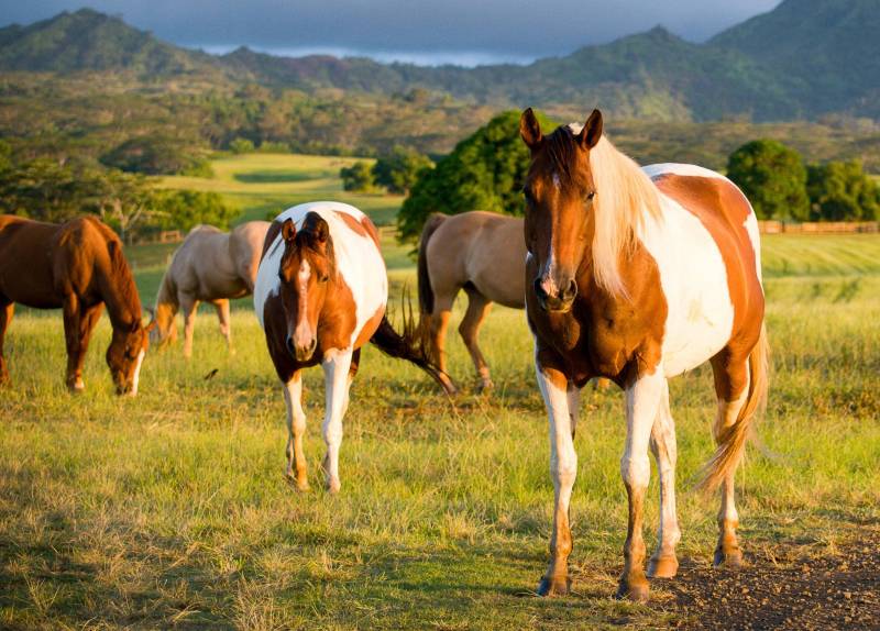 ground of horses in pasture on kauai