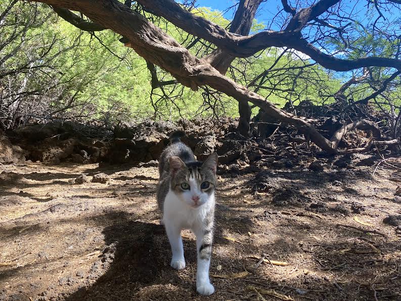 kitty walking around big island hawaii