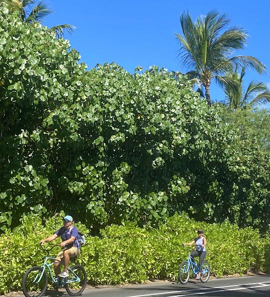 people riding bikes down plant lined path on big island hawaii