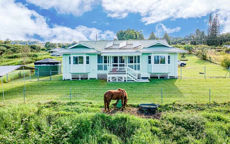 horse stands in front of big island home for sale