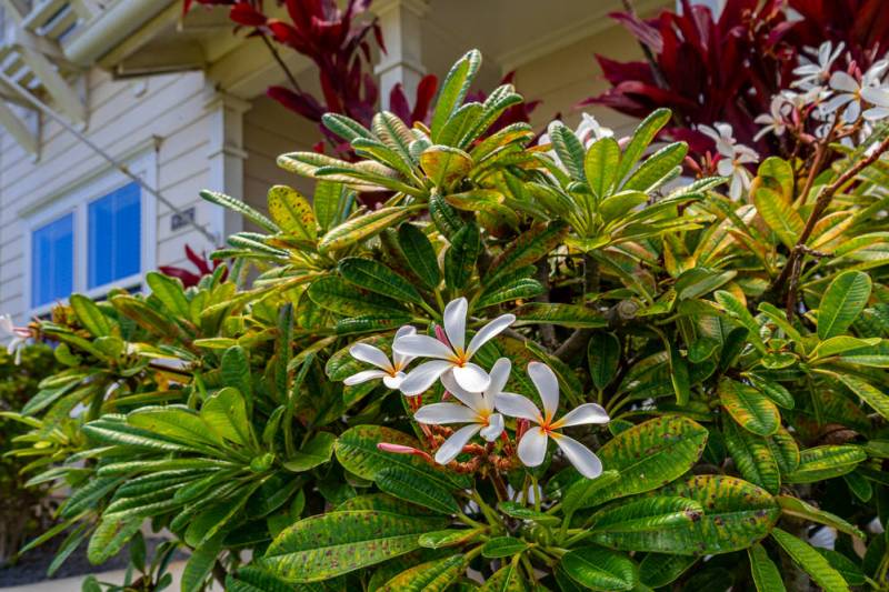 tropical plant with white flowers