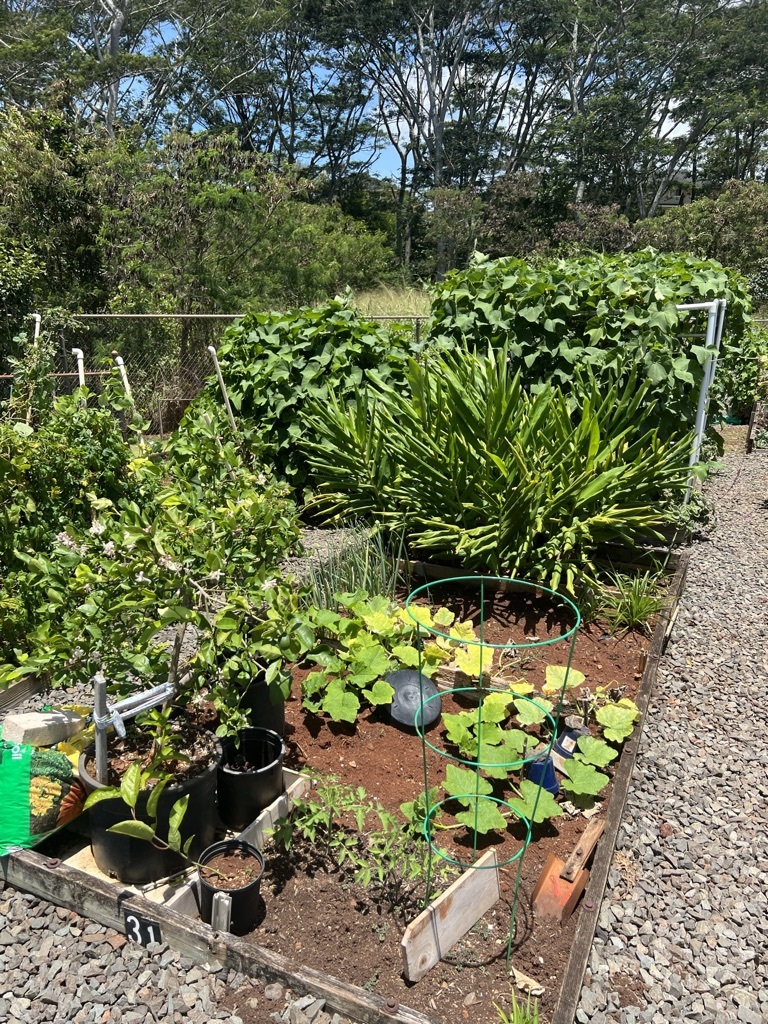 community vegetable garden on oahu
