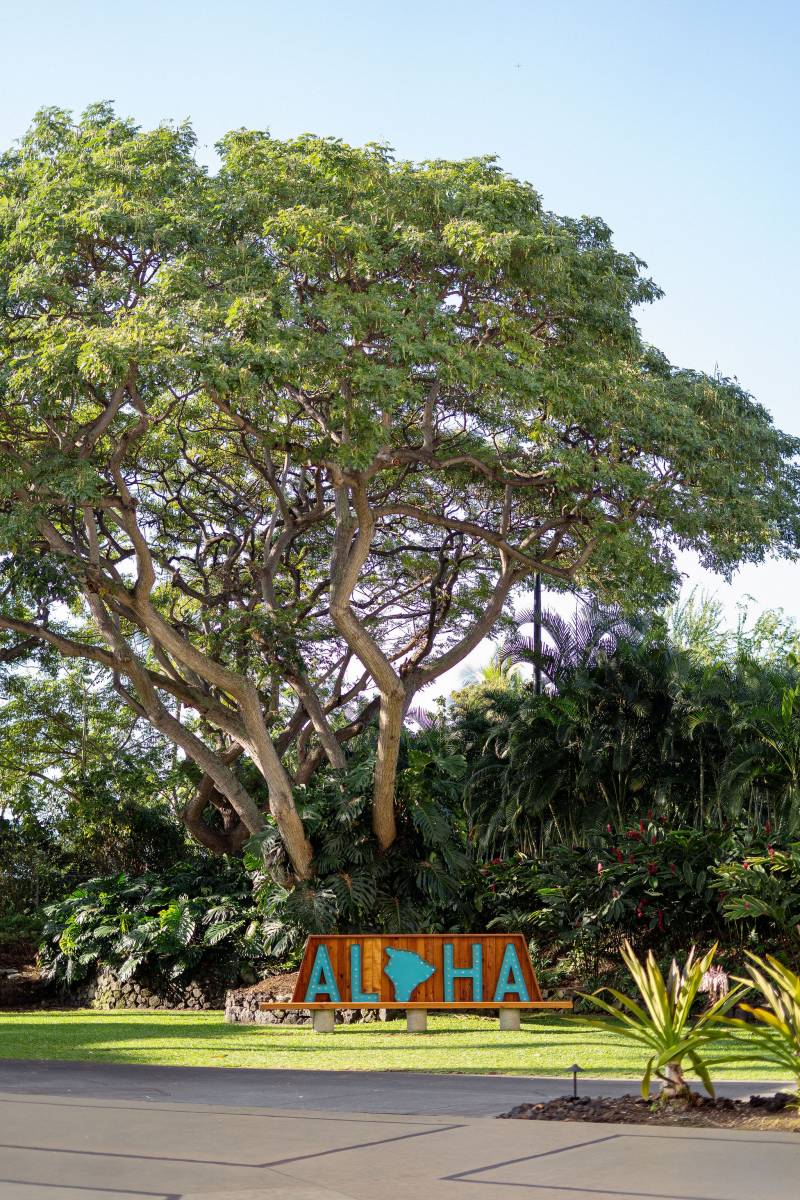 sign reads aloha in front of tree