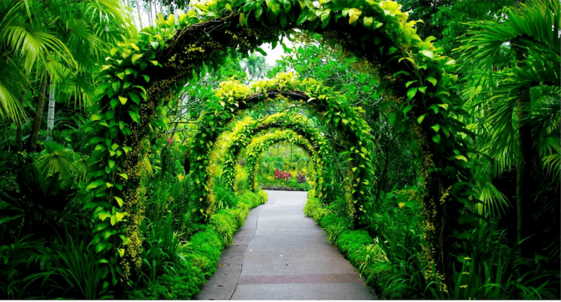 tunnel of green tropical plants at hawaii botanical garden