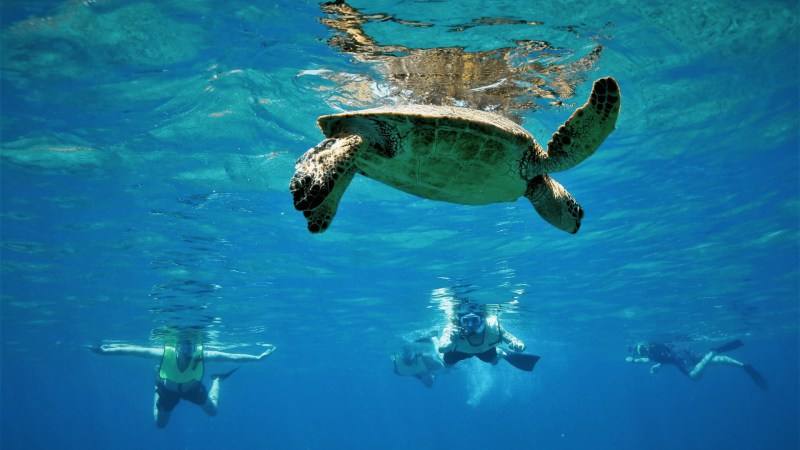 snorkelers and honu sea turtle in the ocean